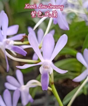 Neostylis Lou Sneary ( Neof. falcata × Rhy. coelestis var. coerulea)