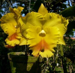 Brassolaeliocattleya Haadyai Delight