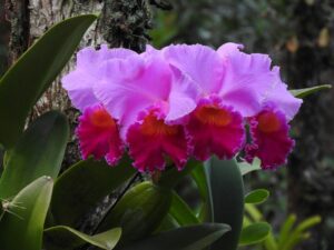 Laeliocattleya Bonanza Queen