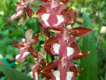 Odontocidium Wildcat 01