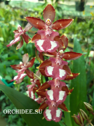 Odontocidium Wildcat 01