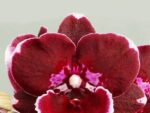 Phalaenopsis GC Reyoung Cosmos Big Lip