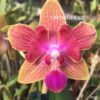 phal