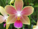 Phalaenopsis Rainbow Sand