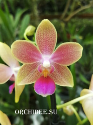 Phalaenopsis Rainbow Sand