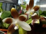 Phalaenopsis tetraspis var. coffee x sib