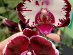 Phalaenopsis Fuller's Mask 'Smile'