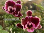 Phalaenopsis Summer Breath (Sogo Yukidian x Chian Xen Pearl)