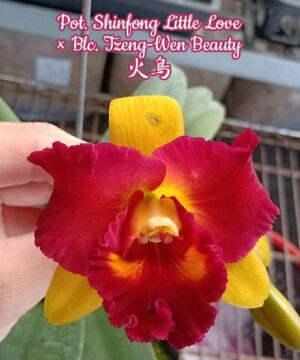 Potinara Shinfong Little Love x Blc. Tzeng-Wen Beauty