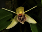 Coelogyne ovalis