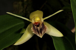 Coelogyne ovalis