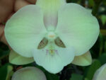 Phalaenopsis PH 307 Carnaval Big Lip
