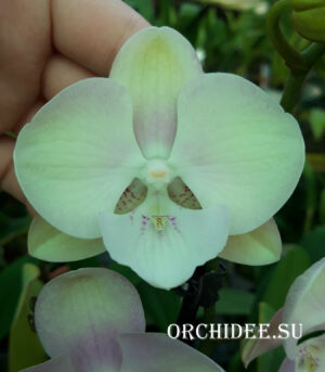Phalaenopsis PH 307 Carnaval Big Lip