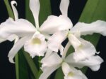 Laelia purpurata alba