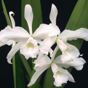 Laelia purpurata alba