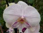 Phalaenopsis PH 309 True Love Big Lip