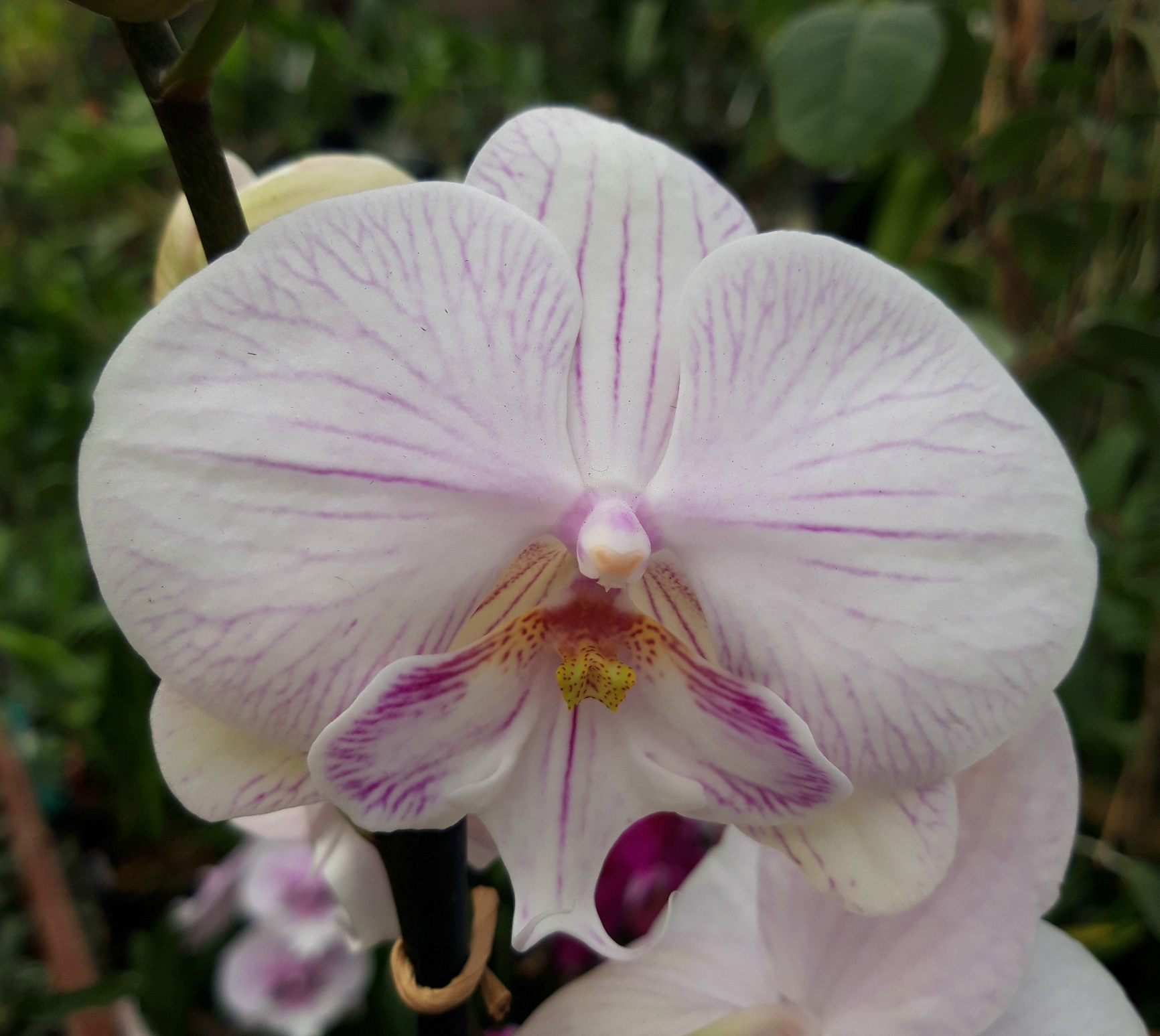 Phalaenopsis PH 309 True Love Big Lip