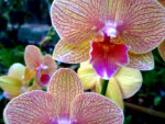 Phalaenopsis PH 310 BIg Lip
