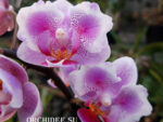 Phalaenopsis PHM 158 Pink Dream (butterfly peloric)