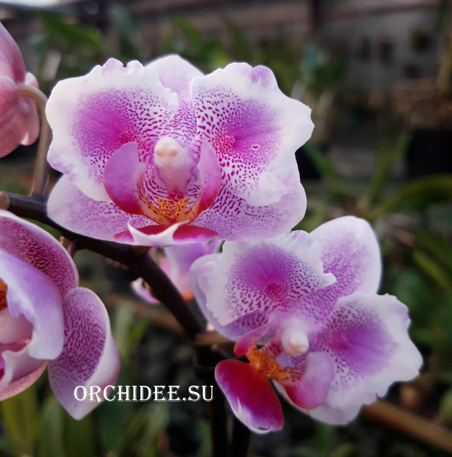 Phalaenopsis PHM 158 Pink Dream (butterfly peloric)