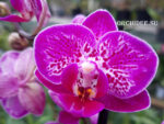 Phalaenopsis PHM 159