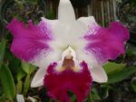 Laeliocattleya White Spark Panda