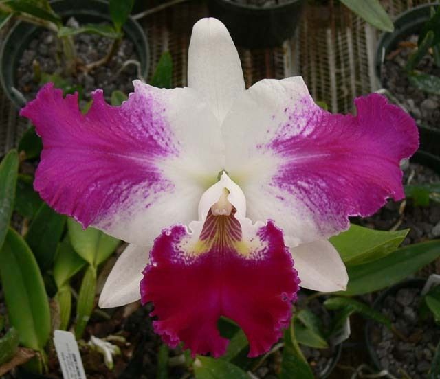 Laeliocattleya White Spark Panda