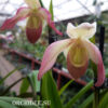 Phragmipedium Sedenii