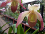 Phragmipedium Sedenii