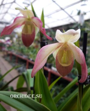 Phragmipedium Sedenii