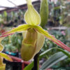 Phragmipedium Urgandiae 'Duke's Royal'
