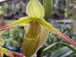 Phragmipedium Urgandiae 'Duke's Royal'