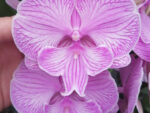 Phalaenopsis PH 312 Big Lip