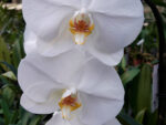 Phalaenopsis PH 314 White Big Giant Cascade