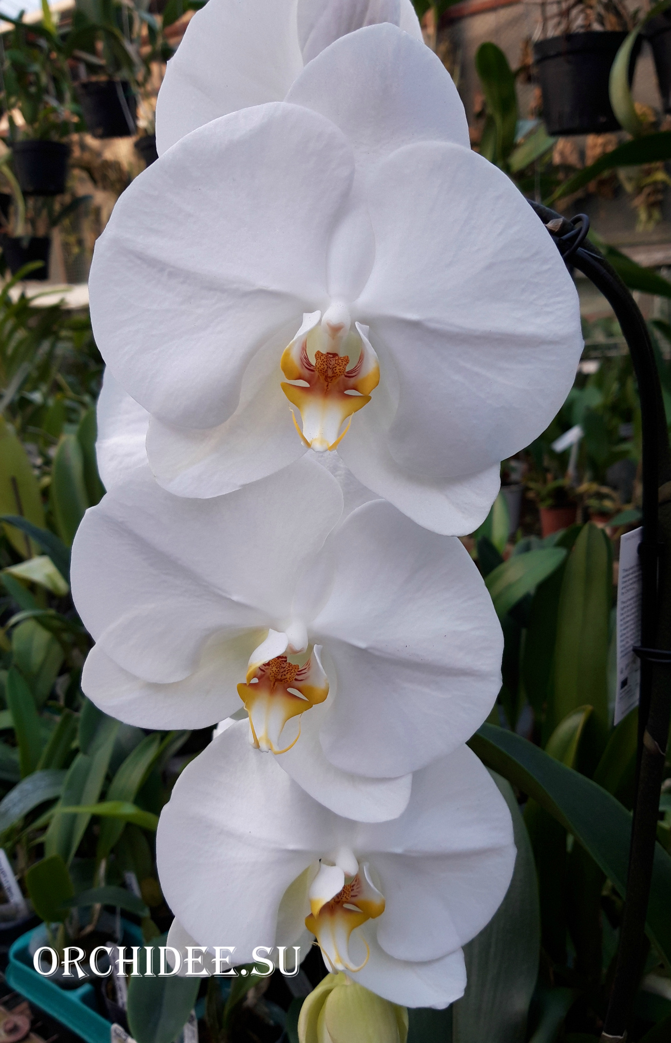 Phalaenopsis PH 314 White Big Giant Cascade