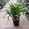 encyclia