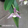 Encyclia garciana