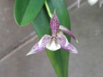 Encyclia garciana