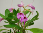Masdevallia Selphi Orion