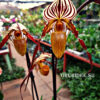 Paphiopedilum St. Swithin (rothschildianum x philippinense)