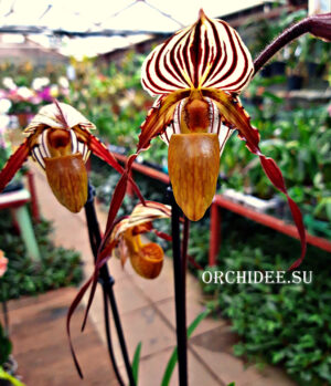 Paphiopedilum St. Swithin (rothschildianum x philippinense)