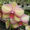 Phalaenopsis PH 311 Rainbow