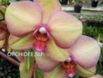 Phalaenopsis PH 311 Rainbow