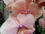 Phalaenopsis PH 315 Autumn Wind Big Lip