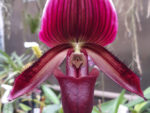 Paphiopedilum Maudiae Vinicolor 'Schwarze Madonna'