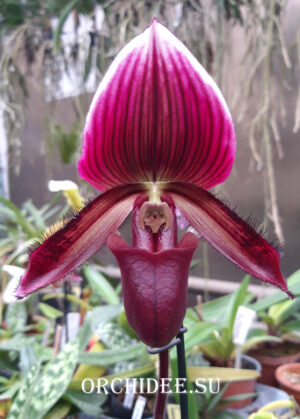 Paphiopedilum Maudiae Vinicolor 'Schwarze Madonna'