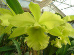 Brassolaeliocattleya Ports of Paradise