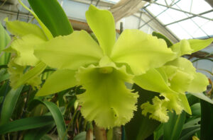 Brassolaeliocattleya Ports of Paradise