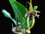 Bulbophyllum Wilbur Chang