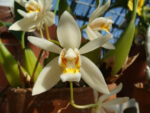 Coelogyne flaccida